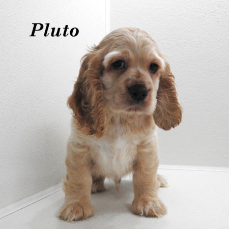 puppy, for, sale, Cocker Spaniel, Joe & Cherri  Overlease, dog, breeder, Miller, MO, dog-breeder, puppy-for-sale, forsale, nearby, find, puppyfind, locator, puppylocator, aca